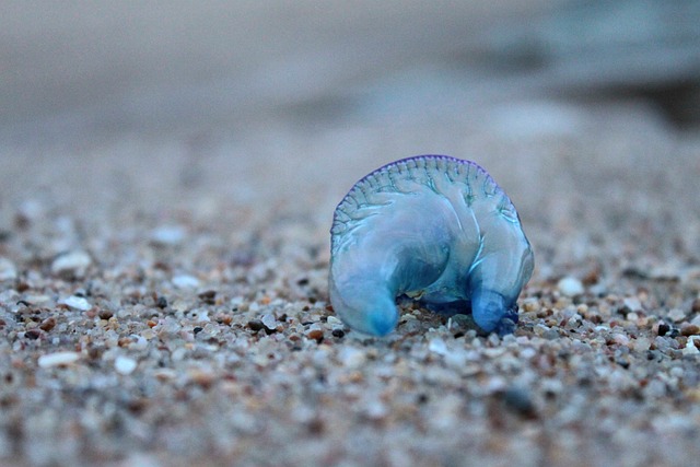 Free Blue Bottle Jellyfish photo and picture