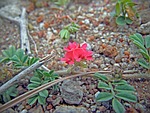 flowerets, flower, pink