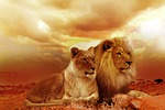 lion, safari, africa