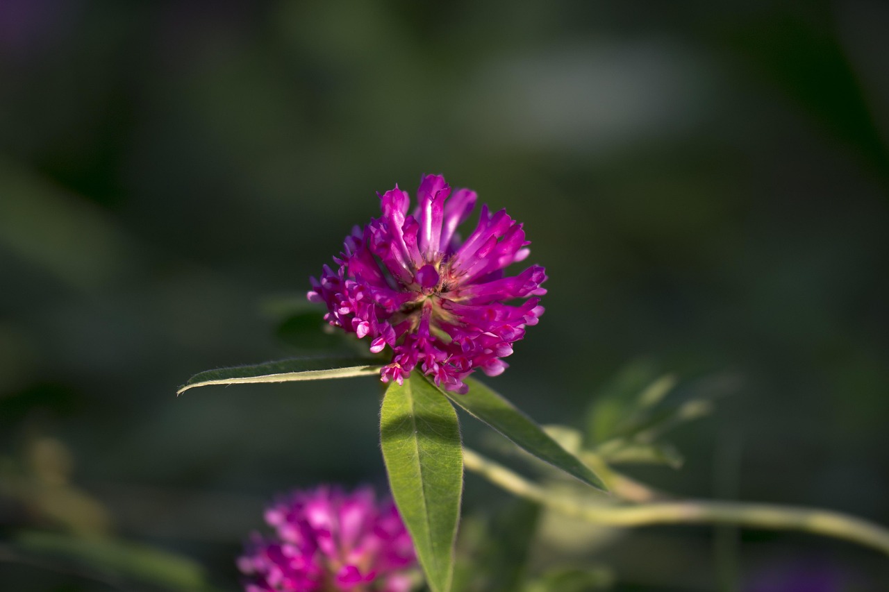 Red Clover Flower Summer Free photo on Pixabay Pixabay