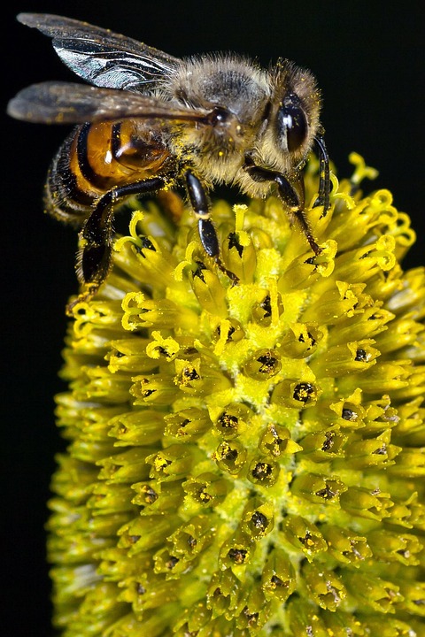 Bee Yellow Flower - Free photo on Pixabay - Pixabay