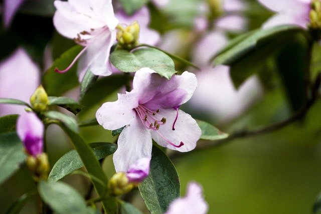 Free Flower Pink photo and picture