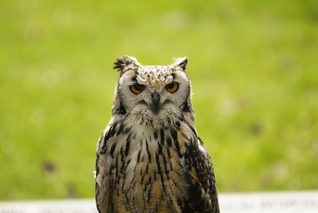 Free Owl Nature photo and picture