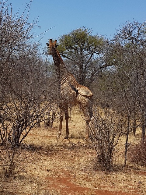 Free Giraffe Wildlife photo and picture