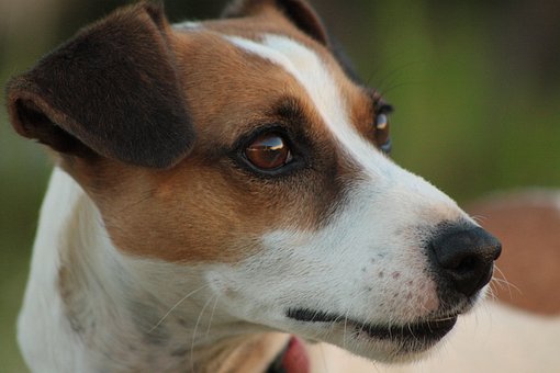 Hond, Jack Russell, Terriër, Hoektand