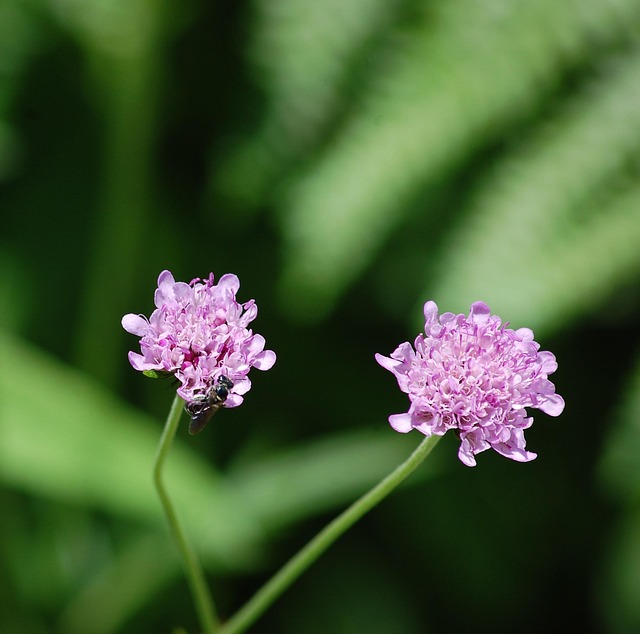 Free Flowers Garden photo and picture