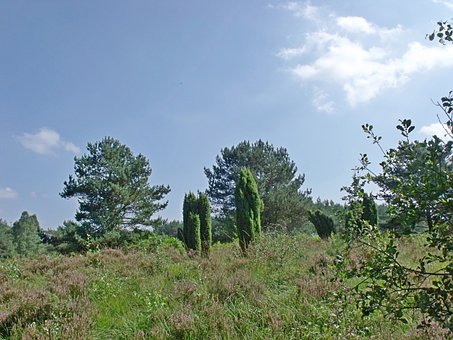 Free Pagan Heather photo and picture