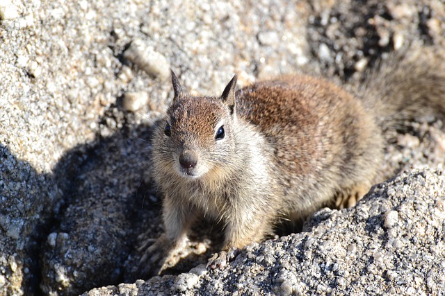 Free Squirrel Rodent photo and picture
