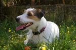 dog, by his, russel