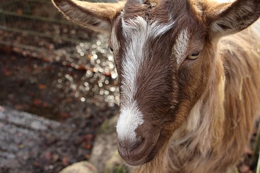 Free Goat Nature photo and picture