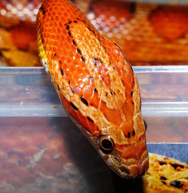  Kornnatter Schlange Reptil - Kostenloses Foto auf Pixabay Motiv 