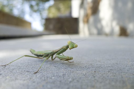 Free Praying Mantis Insect photo and picture