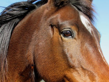 Free Horse Head photo and picture