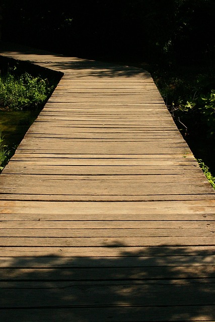 Free Boardwalk Forest photo and picture