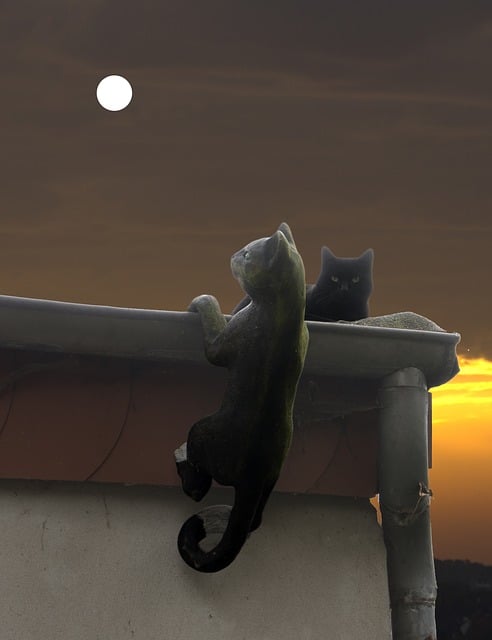 Free cat animal nature illustration