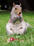 squirrel, animal, mammal