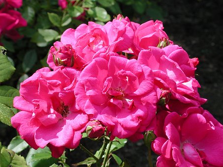 Free Roses Flower Wallpaper photo and picture