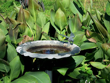 Free Birdbath Plants photo and picture