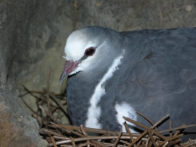 Vogelnest, Vogel, Nest, Zitten, Duif