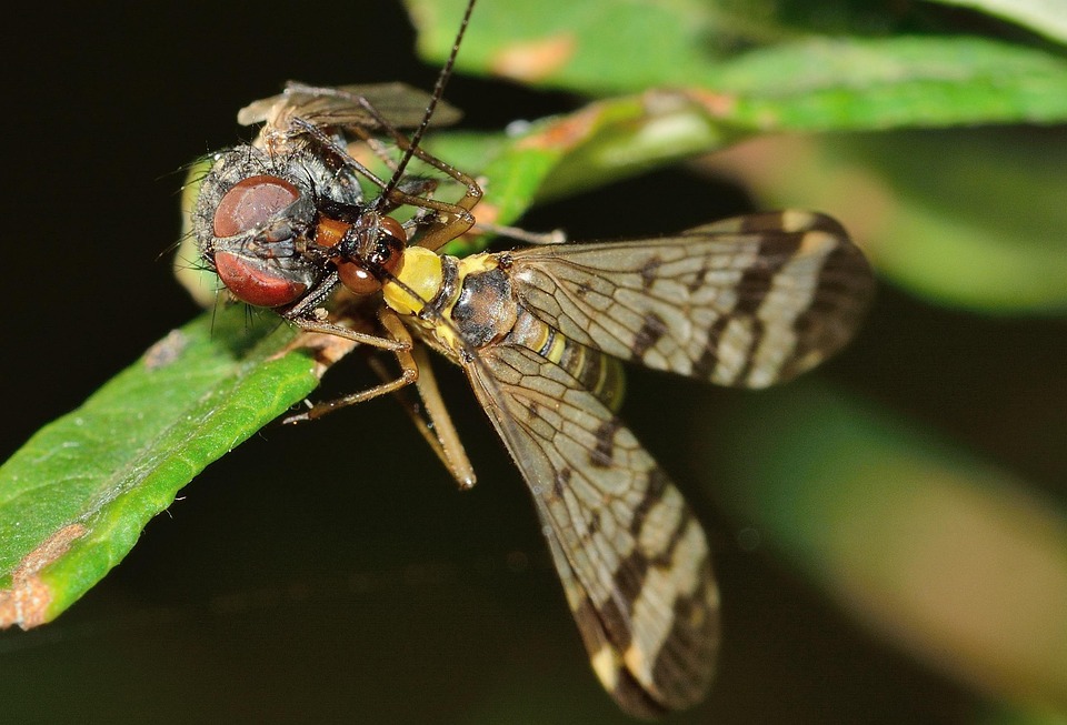 Mecoptera Rovarok Panaropa - Ingyenes fotó a Pixabay-en - Pixabay