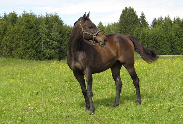 Pferde, Tiere, Natur, Reiten, Warmblut