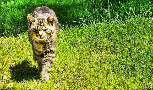 Hauskatze, Katzen, Tiere