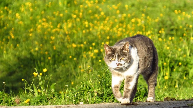 Hauskatze, Katze, Tiere, Boss, Chef