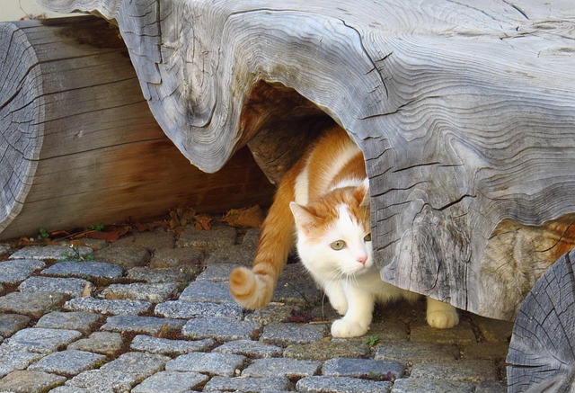 Hauskatze, Katze, Tiere, Versteckt
