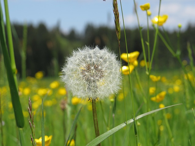 Pusteblume, Blumentapete, Löwenzahn