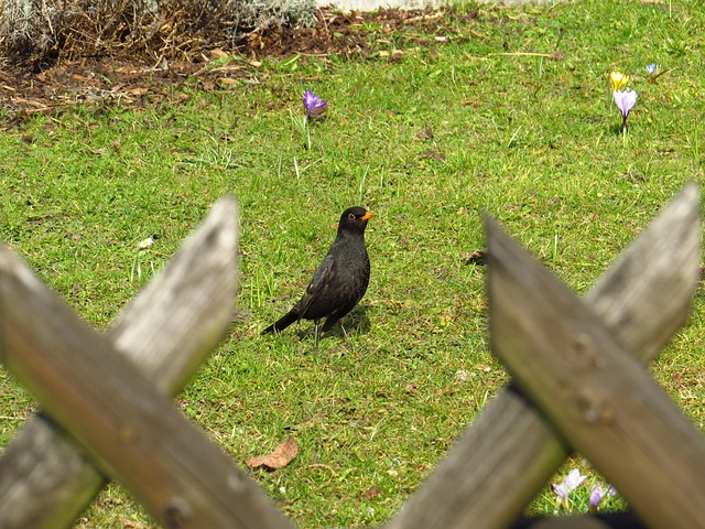 Amsel, Natur, Vögel, Singvogel, Frühling
