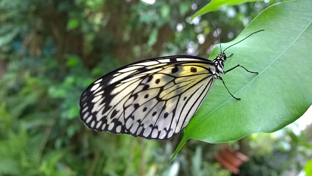 Free Butterfly Leaf photo and picture