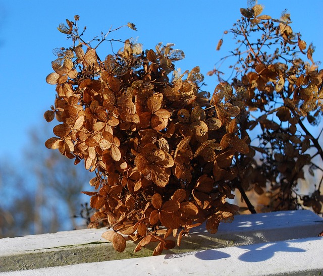 Free Hydrangea Flower photo and picture