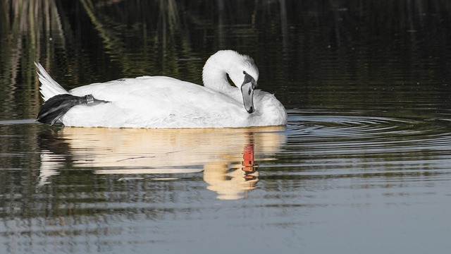 Free Swan White Swan photo and picture