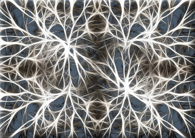 Download free HD stock image of Neurons Brain Cells Free neurons brain cells brain structure illustration