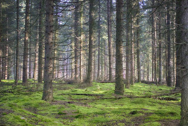 Free Landscapes Pine Forest photo and picture