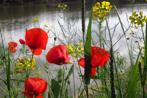 Free Poppy Grass photo and picture