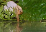 snail, shell, mollusk