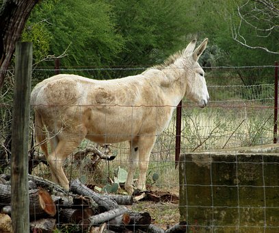 Free Mule Donkey photo and picture