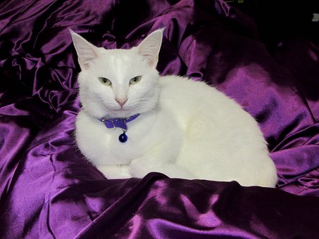 Free Cat White photo and picture