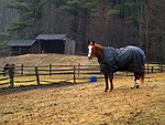 horse, new hampshire, winter