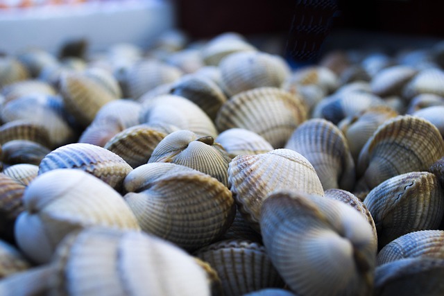 Free Seashells Sea photo and picture