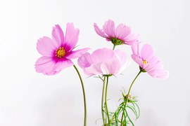 Cosmea, Flower, Blossom, Bloom