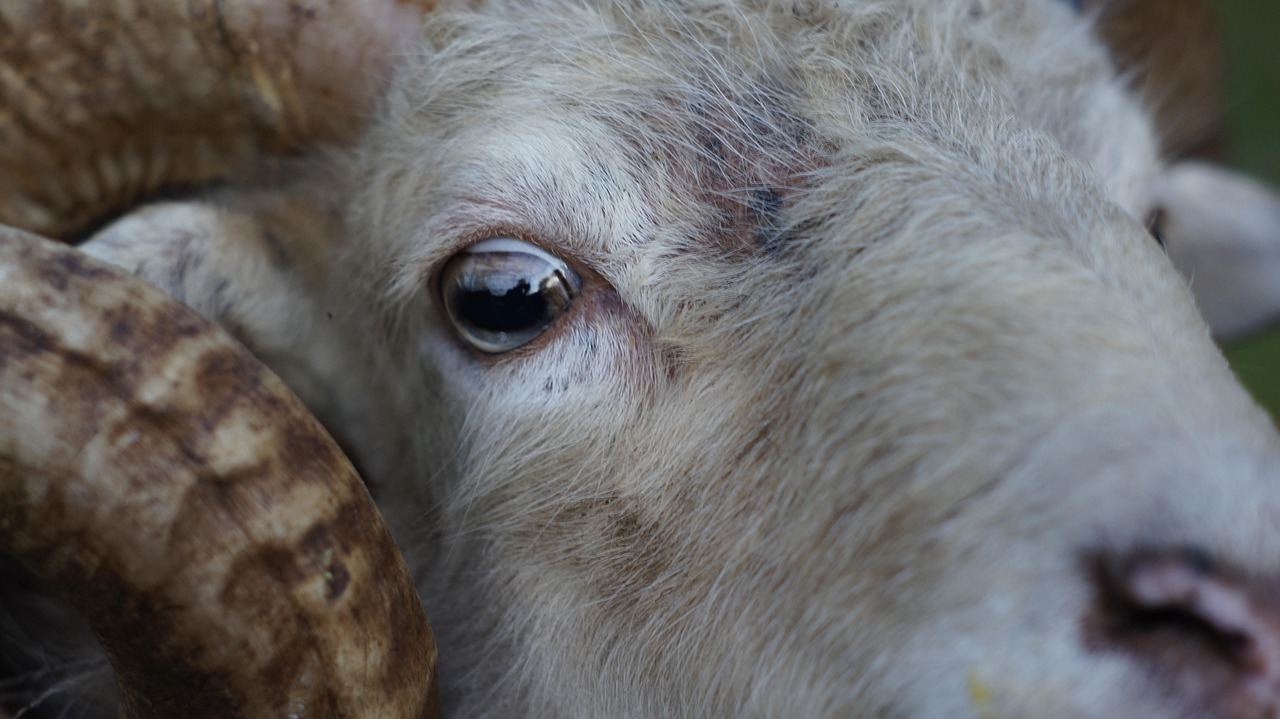 90+ Free Sheep Eye & Sheep Photos Pixabay