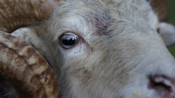 Ovelha, Animal, Olho, Gado, Fechar-Se