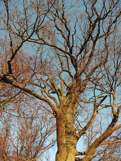 Free Tree Wood photo and picture