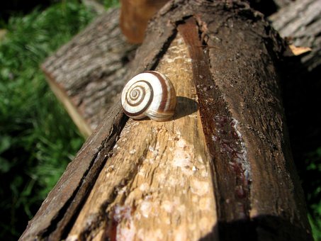 Schnecke, Baum, Tier, Garten, Wald