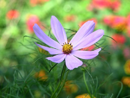 Kosmea, Blume, Natur, Blumen, Flora