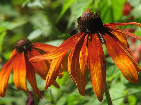 Sonnenhut, Blumen Hintergrund