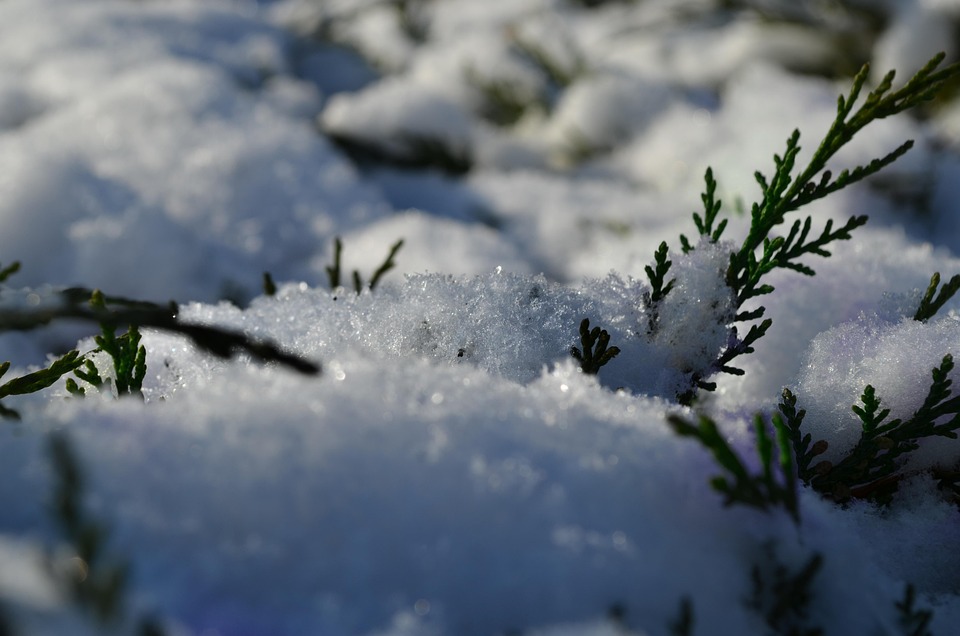 Photo gratuite Hiver, Neige, Buisson, Vert Image gratuite sur