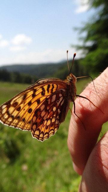 Free Butterfly Nature photo and picture
